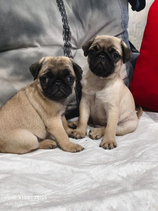 Очаровательные щенки Мопса.