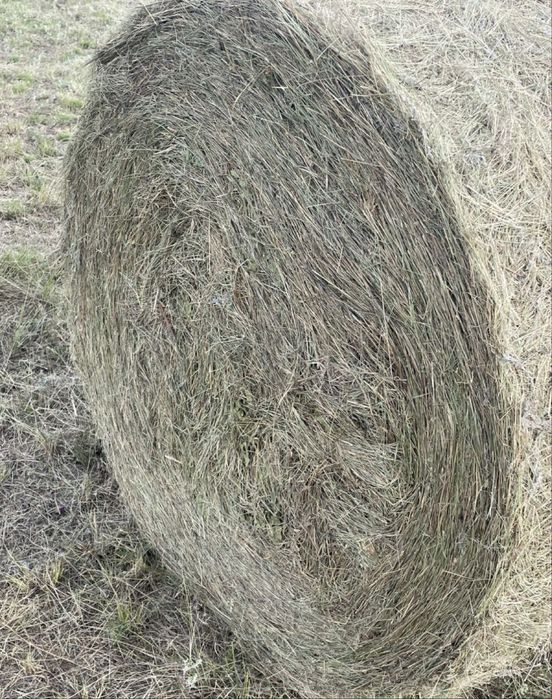 Продам сено в рулонах