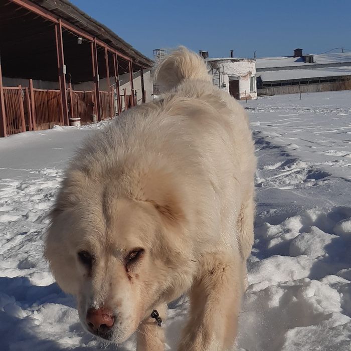 Предлагаю для вязки чистокровного  Турецкого  Акбаш