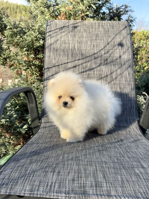 Померан мини момче. Померанче