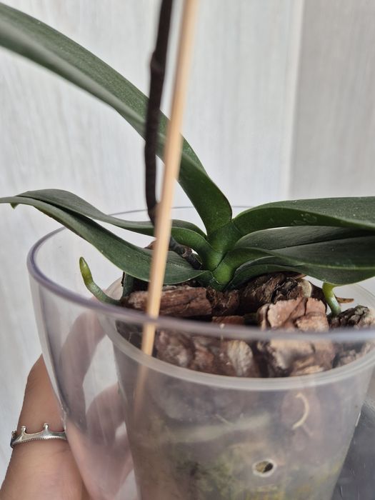 Орхидея Фаленопсис