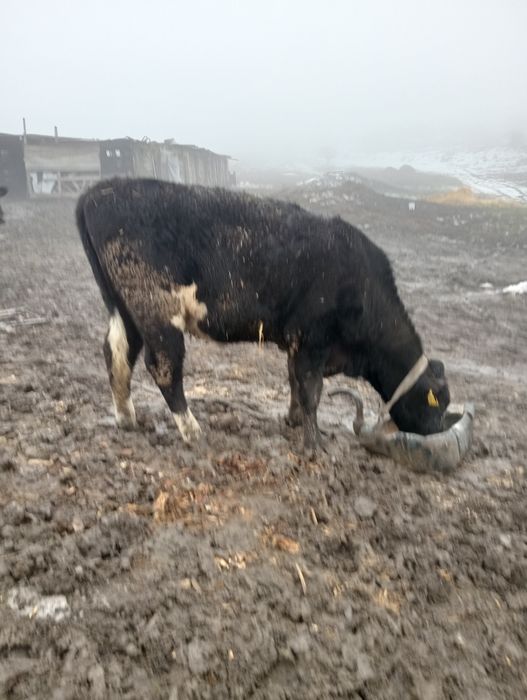 De vânzare junică gestanta