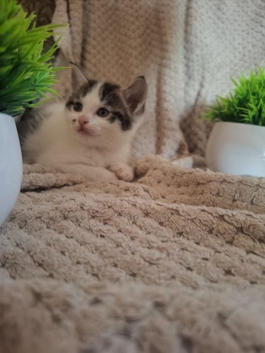 Милые ручные котики