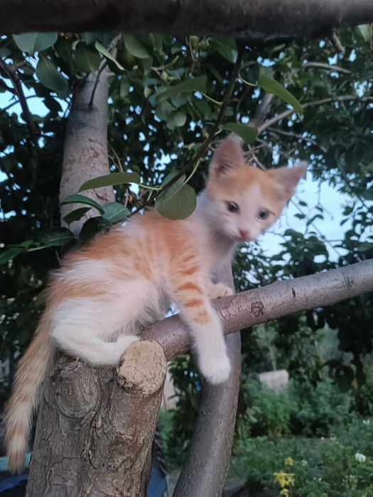 Отдам котят бесплатно