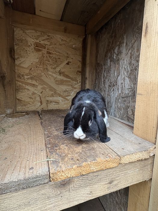 Iepuri berbec german pitic