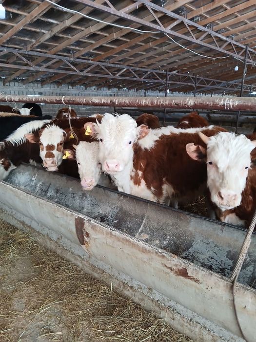 Ақбас патсостар  сатылымда бар