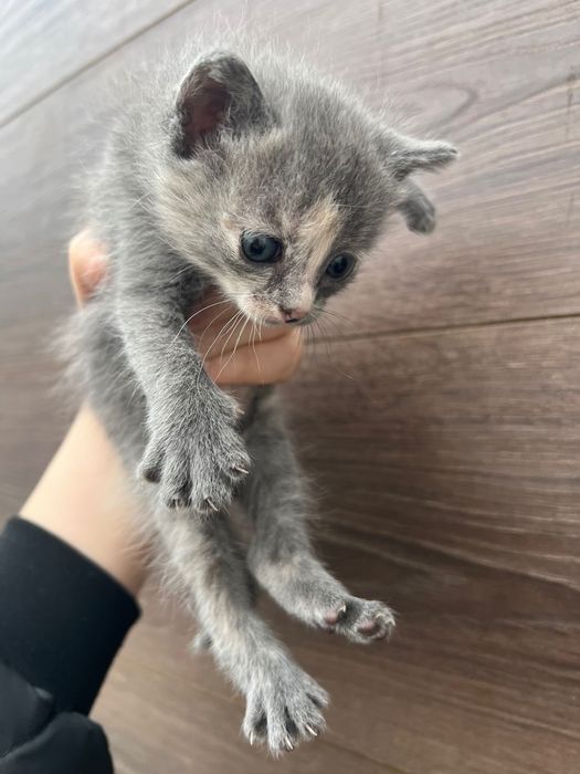 Котята 1 месяц ищут дом