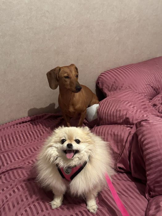 Передержка собак и кошек