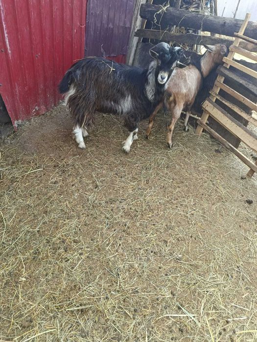 Capre  și țap de 1 an