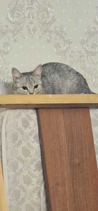 Отдам в хорошие руки