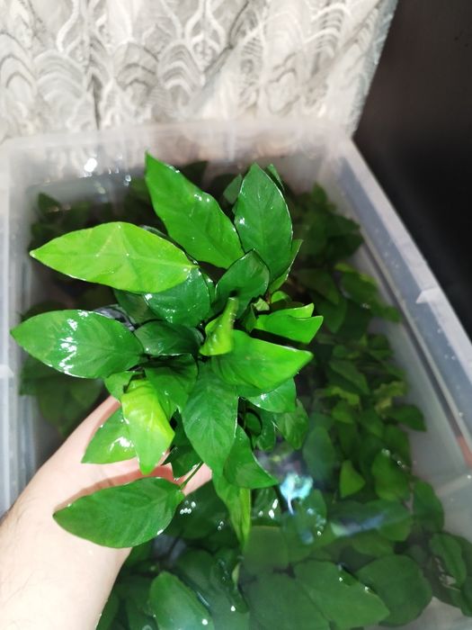 Anubias karlikoviy