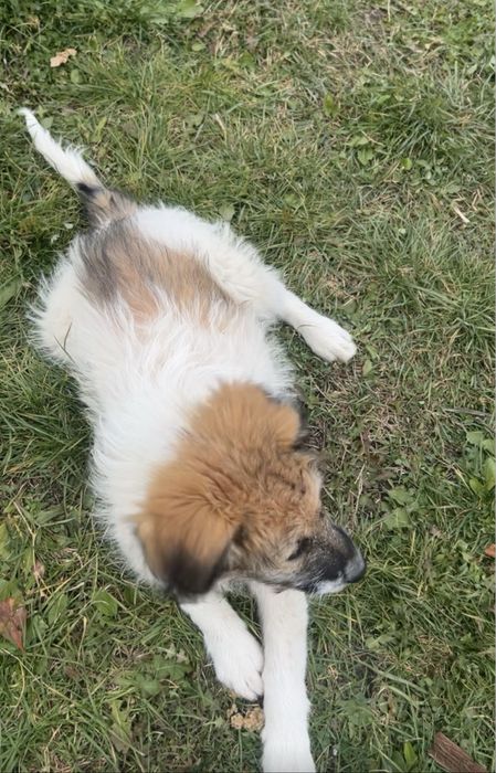 Donez cățelușă în vârstă de 6 luni