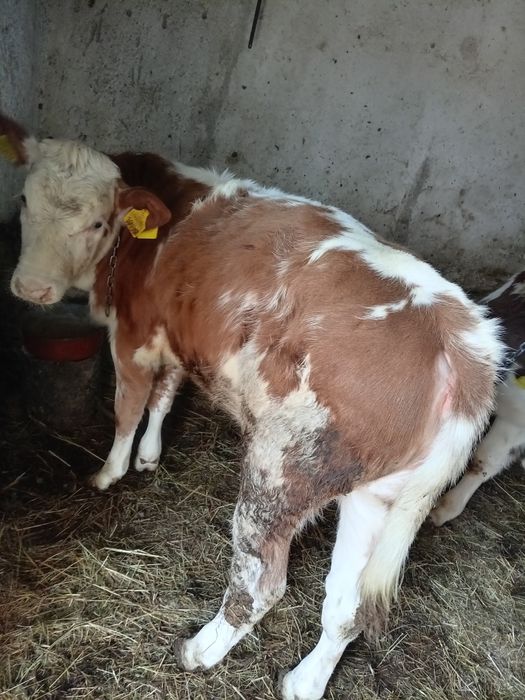 Vând 8 vieți (3 masculi și 5 femele) între 100și 200 de kg