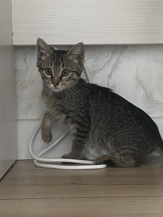 Отдам кошку в добрые руки