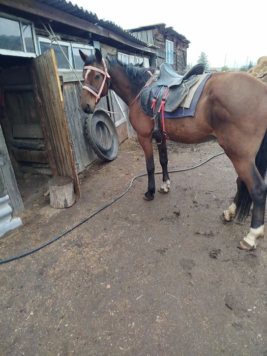 Продам рабочего коня