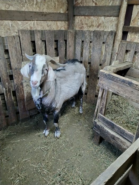 Vand Tap Anglo nubian