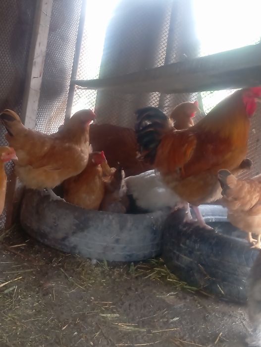 Кучин тауктар  Кучинский Кури продаётся