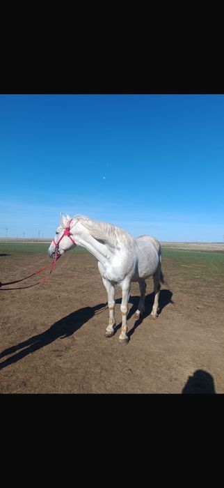 Продается Жеребец