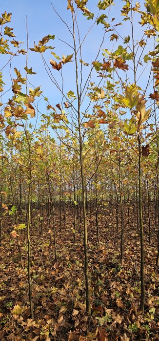 Platan - Mesteacan  - Frasin - Stejar