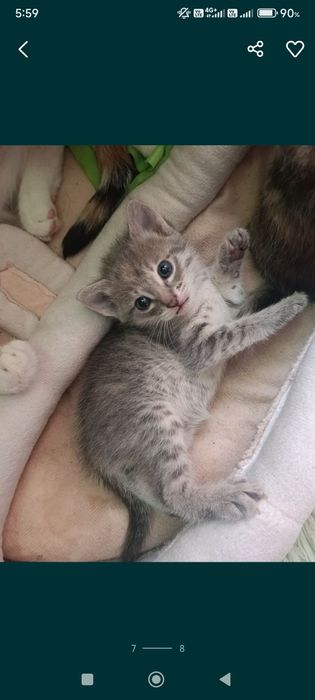 Срочно отдам котят один мальчик две девочки
