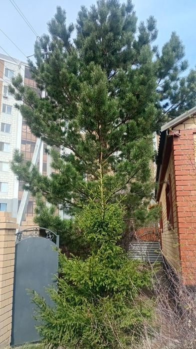 Продам елку в отличном состояние