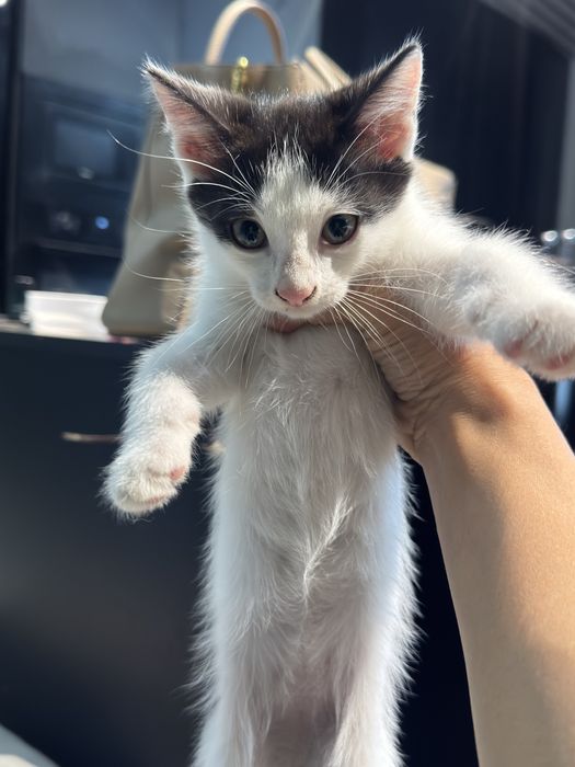 Отдам котят в доьрые руки