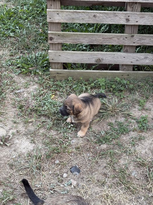Ofer spre adoptie un catelus