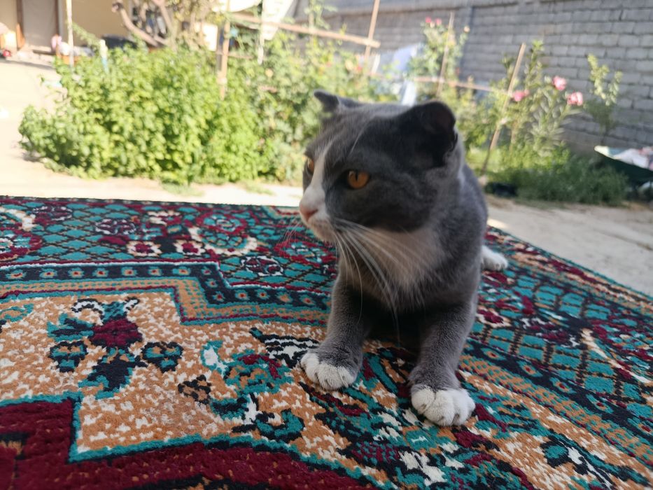 Mushu beriladi tekin