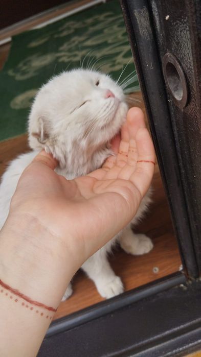 Ищем дом для кошечки