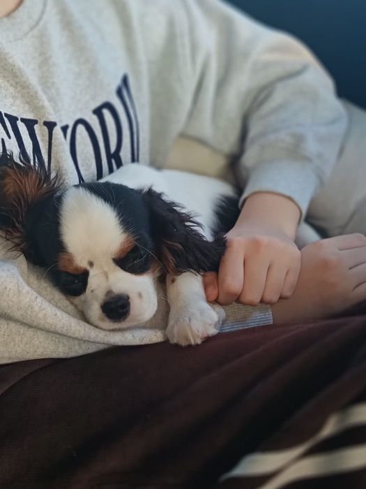 Кавалер кинг Чарльз спаниель девочка