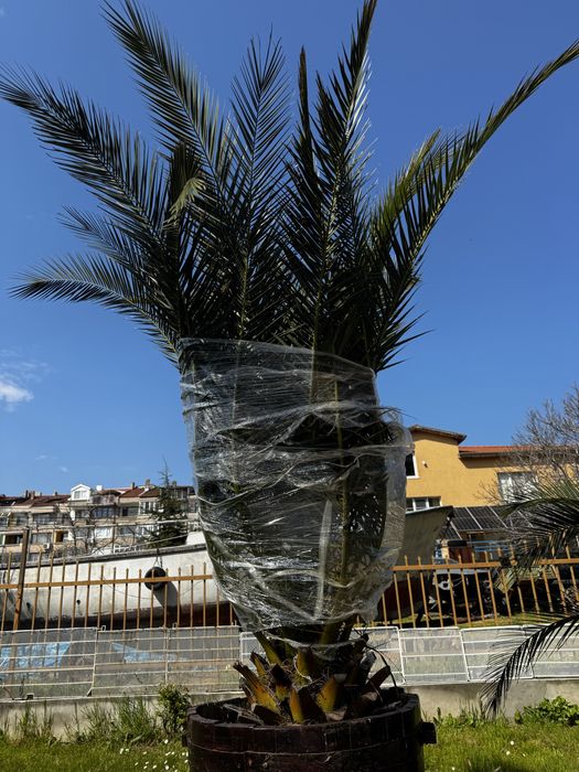 Финикова палма 2.50м