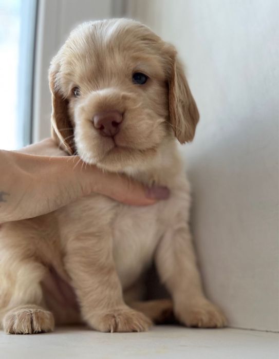 Щенки русский спаниель