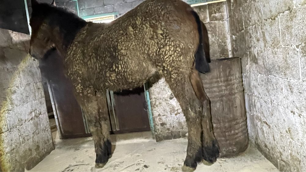 Продается лошаль 2 года,