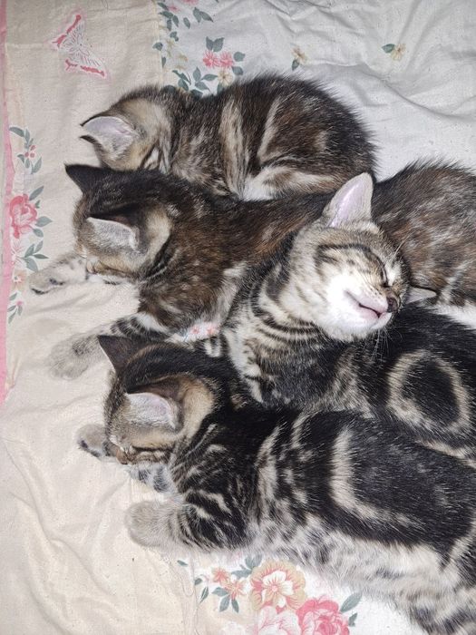 Мушук боллари 1ярим ойлик