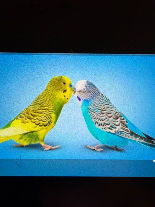 Попугай волнистые