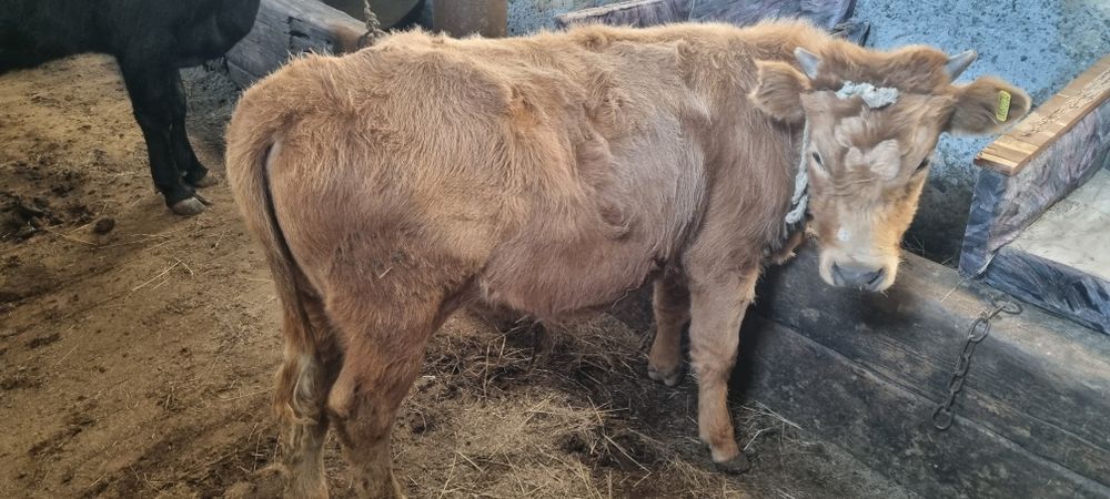 Баспак бука сатылады