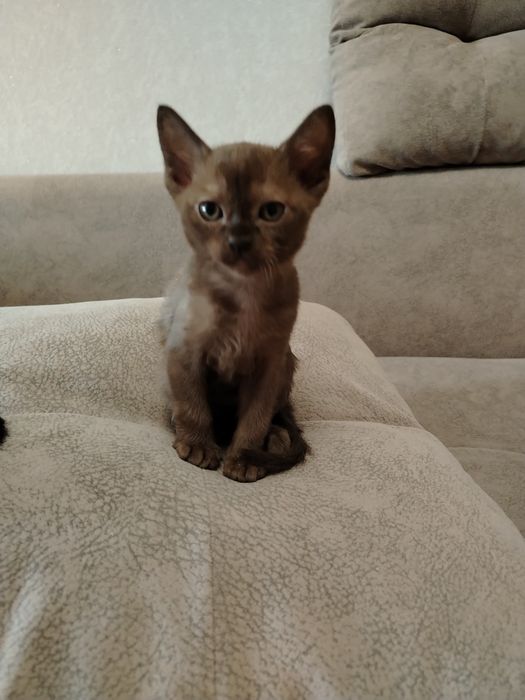 Котята Европейская Бурма