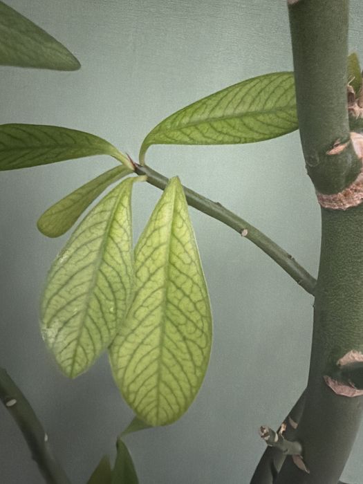 Молочай Гранта (срез)