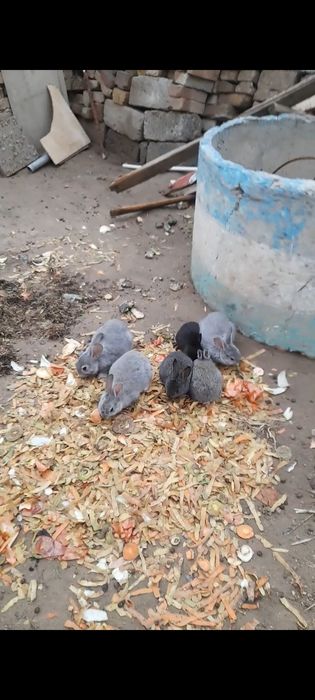 Продаются  кролики домашнии СРОЧНО