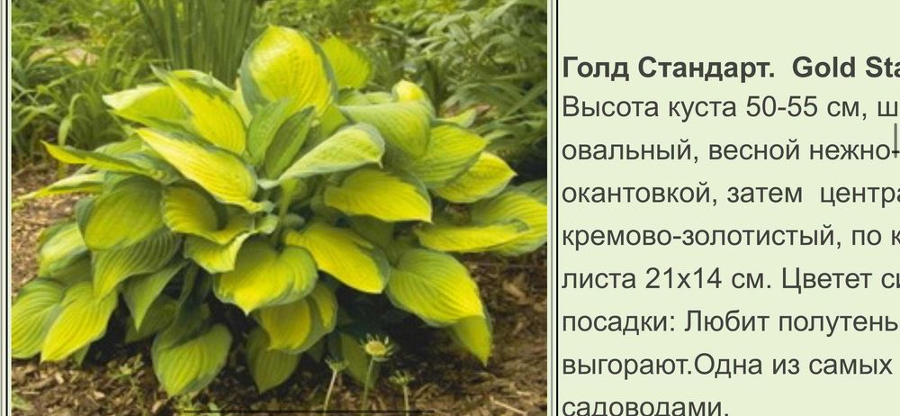 Продам цветы хосты от 1000 т