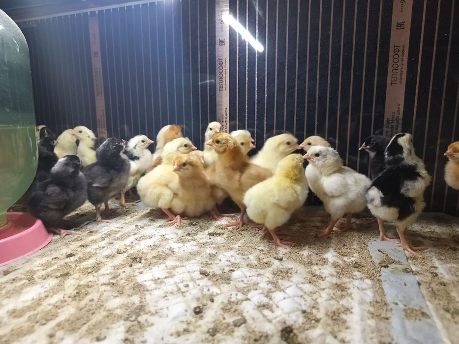 Инкубационное яйцо