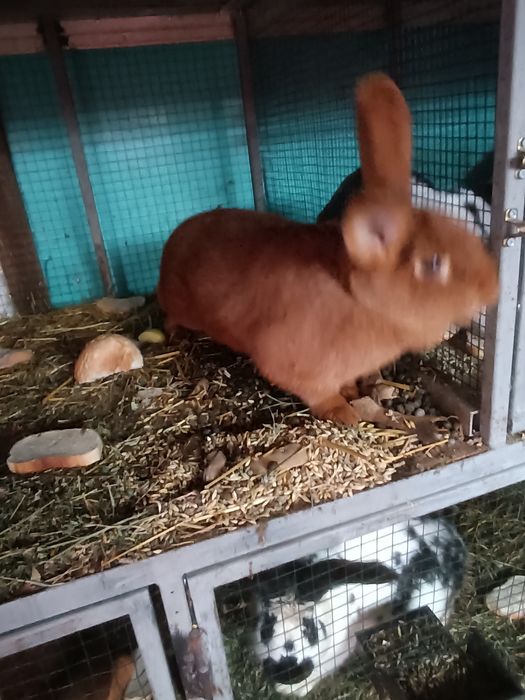 Femela neozeelandez roșu