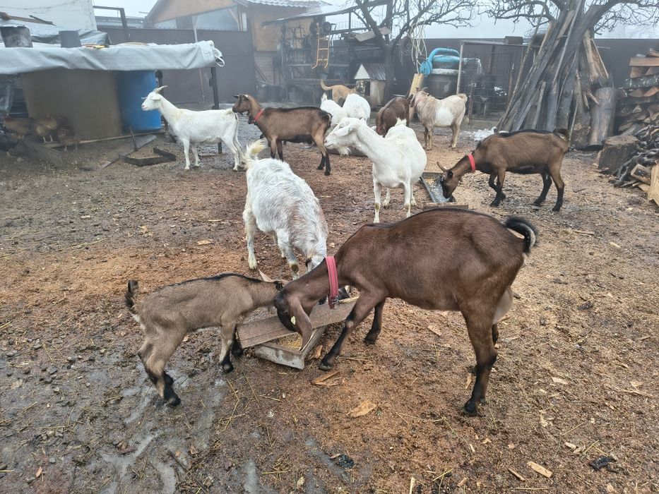 Vând Capre Murciano-Granadina  Alpine Franceze,Sannen și Aglo Nubiene