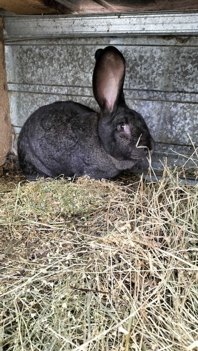 Iepuroaica gestanta disponibila