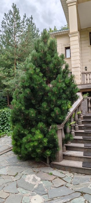 Услуги Садовника