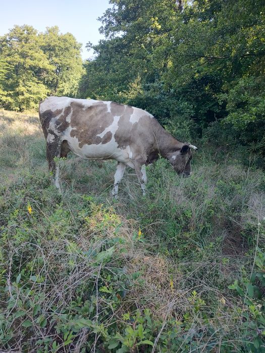 Vănd vaci Holstein cu 8250 lei