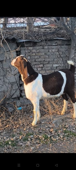 Продаем беременных коз