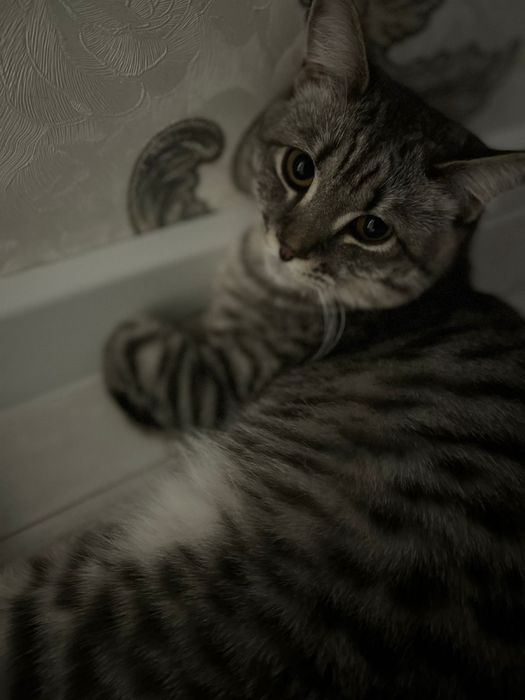 Отдам кота в добрые руки