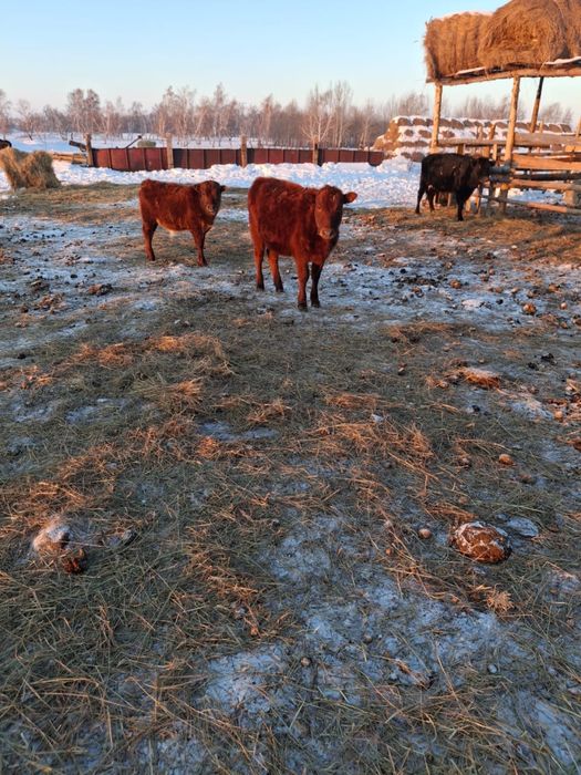 Тёлочки, бычки подсосные