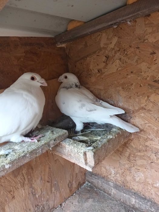 Pereche porumbei ornament